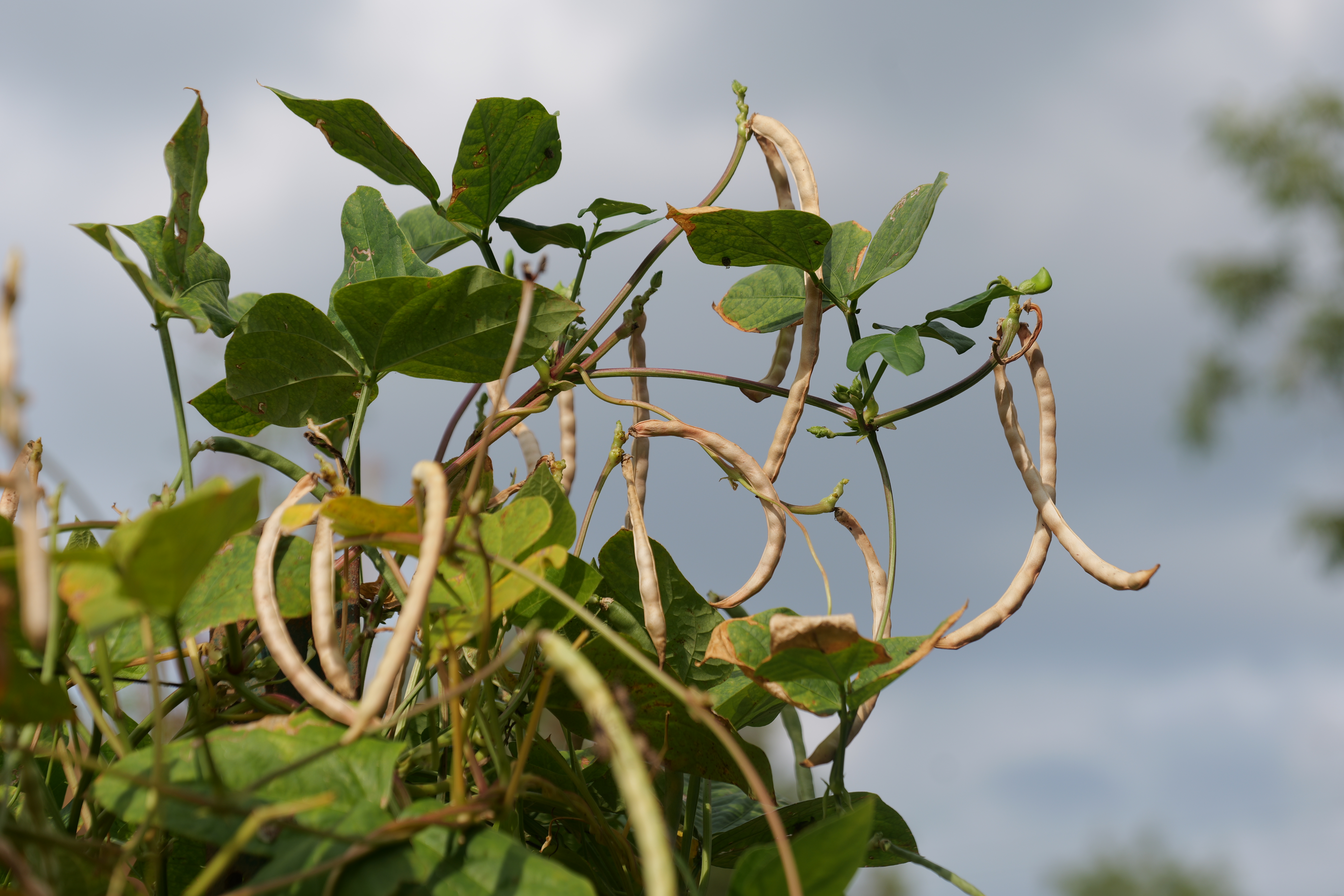 As summer comes to a close, save seeds for next year’s garden